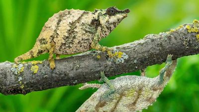 VIDEO: Zoo Gets Rare Chameleons To Breed After They Were Smuggled From Africa In Socks