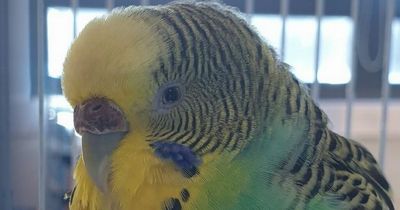 Did your budgie manage to fly the coop? If so, it might be hanging out with cops at Paisley police station