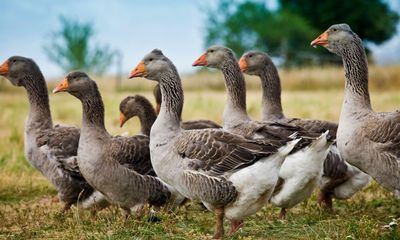 Tory MPs plan revolt over U-turn on fur and foie gras import ban