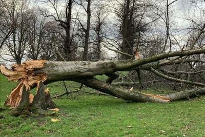 Storm Eunice knocked down 150 trees across London’s Royal Parks
