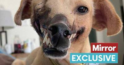 'Fighting bait' dog who lost half her face is unrecognisable after finding loving home