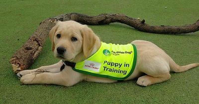 Dubliners wanted as puppy raisers as part of new initiative for Irish Guide Dogs