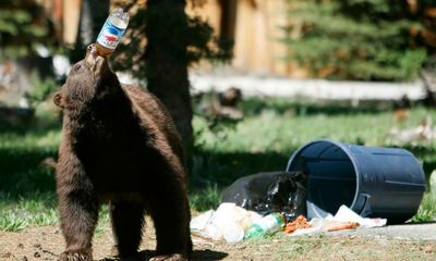 ‘Hank the tank’: California officials seek to trap 500lb bear behind break-ins