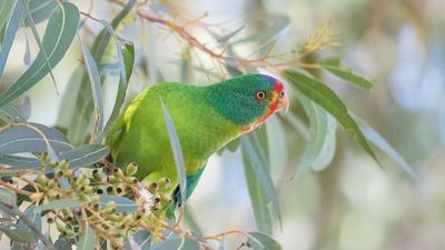 New plan could save swift parrot from 'imminent danger of extinction', researchers say