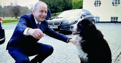 Taoiseach Micheal Martin shares adorable snaps meeting President Higgins' dogs Brod and Misneach