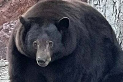 Hank the Tank: 500lb bear terrorises Californian suburb