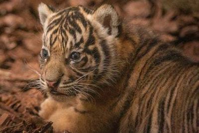 London Zoo’s Sumatran tiger cub to have emergency MRI and tests after mystery seizures