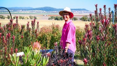 Gardening hobby blossoms into commercial success as demand for homegrown flowers soars in NSW