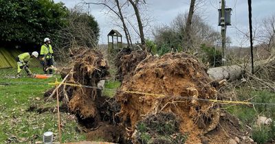 Family share terrifying moment Storm Eunice flattened their garden in 'massive crash'
