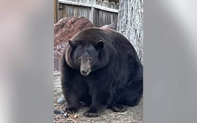 ‘Hank the Tank’, a 227-kilogram bear, terrorises US town