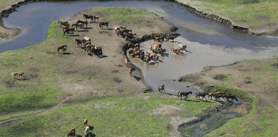 Introduced species are animals too: why the debate over compassionate conservation is worth having