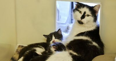 RSPCA warns Britain set for 'cat breeding explosion' due to number of unneutered pets