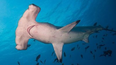 Endangered hammerhead sharks migrating to waters as far south as Perth, study finds