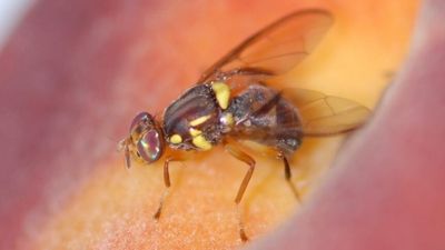 Adelaide fruit fly outbreak over after PIRSA declares Ridleyton area free of pest