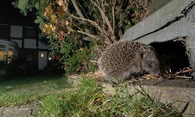 Hope for hedgehogs as numbers in Britain’s towns show signs of recovery