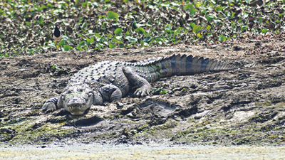 Bhopal lives on the wild side with 22 crocodiles in lakes