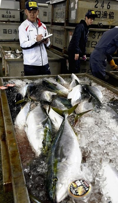 Hokkaido fisherfolk benefit from shift in Japanese yellowtail fishing grounds