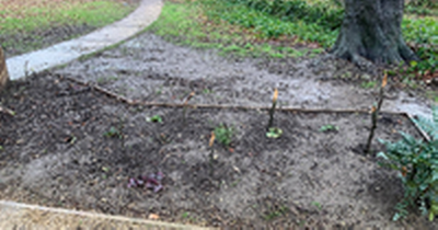 Heartbreak as lifeline Leeds sensory garden left barren and lifeless by callous thieves who tore out plants