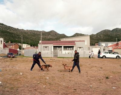 Behind Cape Town's heavenly beaches, the hell of dog fighting