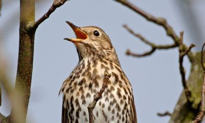 Country diary: A few days away from home and the song thrush starts up