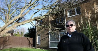 Northumberland woman slams tree surgeons for hole in roof and damaged conservatory