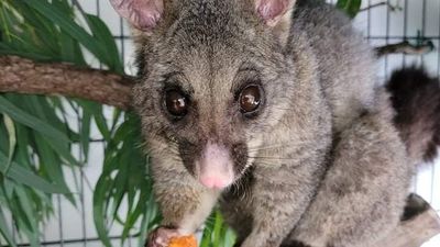 Victorian eastern brushtail possums seek flight home from WA after hitching a ride