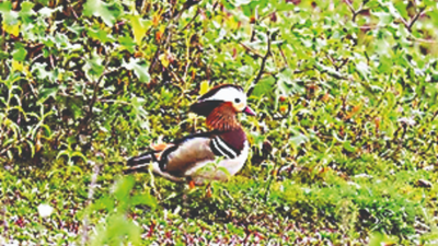 Habitat loss likely reason why Mandarin duck flew away