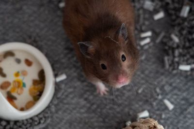 Covid can cause acute testicular damage in hamsters, might affect male fertility, study says