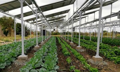 Kenya to use solar panels to boost crops by ‘harvesting the sun twice’