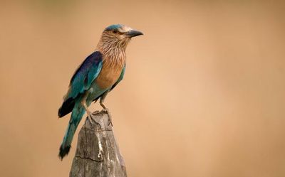 Count the birds in your backyard