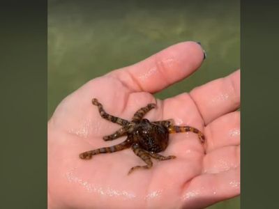 Beachgoer ‘lucky to be alive’ after filming herself cradling one of Australia’s deadliest sea creatures
