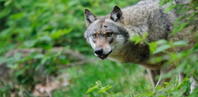 Wolves are returning to European farmland – but they're not motivated by a taste for sheep