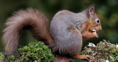Pine martens to be encouraged to join effort to stop spread of grey squirrels across Perthshire