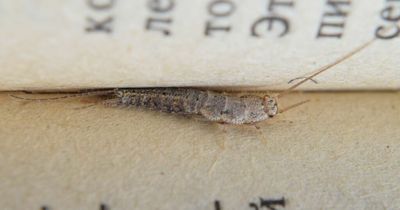 Outbreak of silver insects that 'feed on human hair and dead skin' reported in Dublin