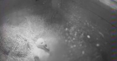 Newly born Highland Wildlife Park cub sticks out tongue in adorable video