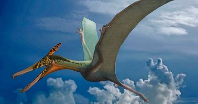 World's largest ever Pterodactyl unearthed on Skye - and it is a terrifying razor toothed 'winged reptile'