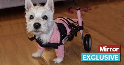 Paralysed puppy who was stamped on as baby now thriving thanks to pink wheelchair