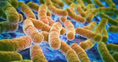 Sickness-inducing E.coli found in drinking water of one in 20 Irish pubs, hotels and schools