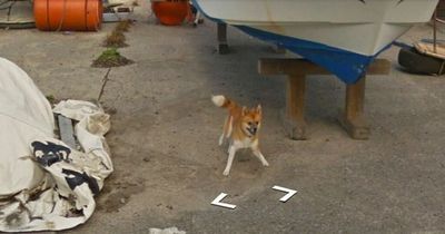 Google Maps car chased by determined dog who refuses to give up the race