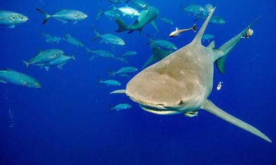 US coast guard rescues man bitten by shark while fishing near Bahamas