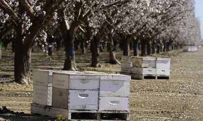 California beekeepers turn to GPS tracking and cameras to foil hive thefts