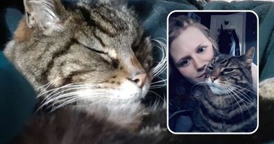 Missing cat of four months reunited with owner on Valentine's Day after venturing from Roker to Killingworth