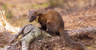 Artificial pine marten dens to be installed to 'help protect' red squirrels