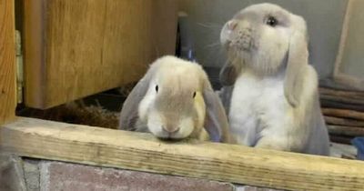 Rescued rabbits looking for new home after being left abandoned in a box