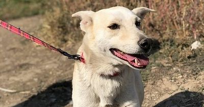 'Invisible' dog heartbreakingly spends seven years in kennels without adoption