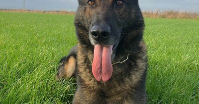 Hero police dog catches shoplifter in Bo'ness after chasing him down in the pouring rain