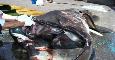 How mysterious megamouth shark lures prey into jaws with chilling trick