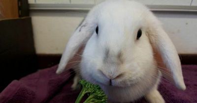 Adorable Edinburgh rabbits search for forever home after 200 days in shelter