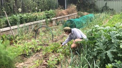 From backyard growers to community gardens, an ACT government discussion paper is asking how Canberra can control its food production
