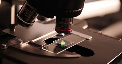 Stealth Covid spreads faster and disease may be more severe, says WHO